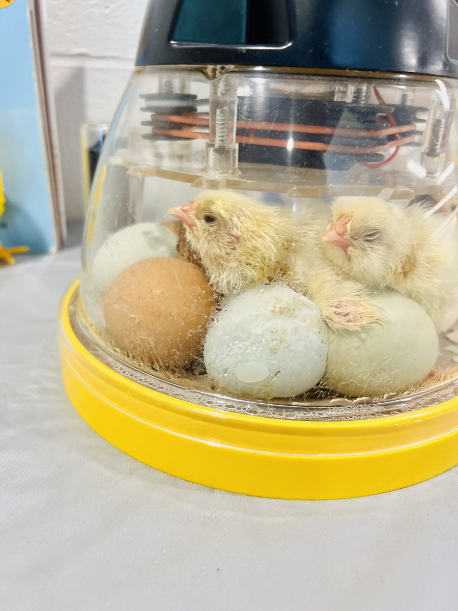 _MissKrause's tweet photo. We have baby chicks in 1st grade! Happy hatching day!🥚🐣🐥@NoRoElem #NRinspiregreat https://t.co/hR4cixbYWO
