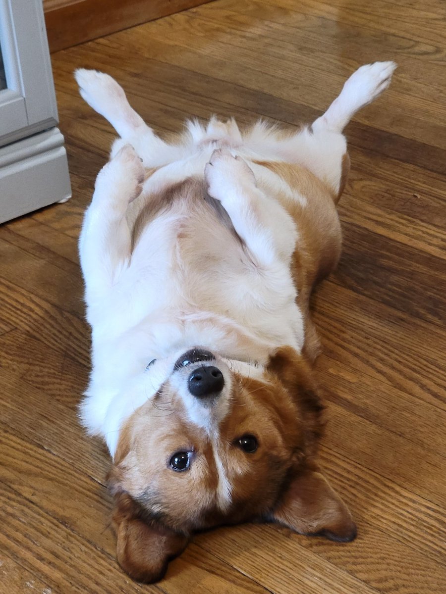 APysnack's tweet photo. Stubby is head over heels about his book Chubby Little Stubby to the Rescue. He hopes you feel the same. #corgitwitter #screenplay #amwriting #CHILDRENSBOOK #kidlit #dogsoftwitter https://t.co/4T1MVShcXR