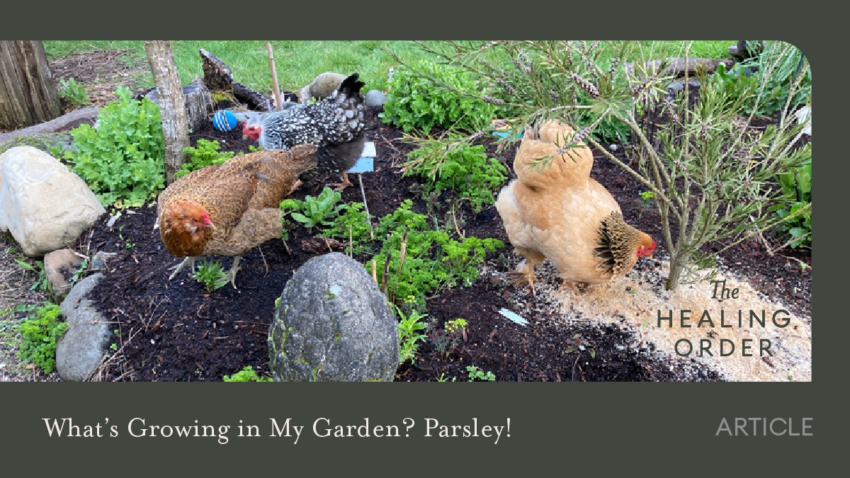 TheHealingOrder's tweet photo. One type of nutrient-dense plant that grows like a weed this time of year is parsley, a superfood for the springtime diet. Read this article by Dr. Christopher Metro. #parsley #thehealingorder #thehealinglife https://t.co/N1pe1Ym4YF https://t.co/LyXoTCa07l