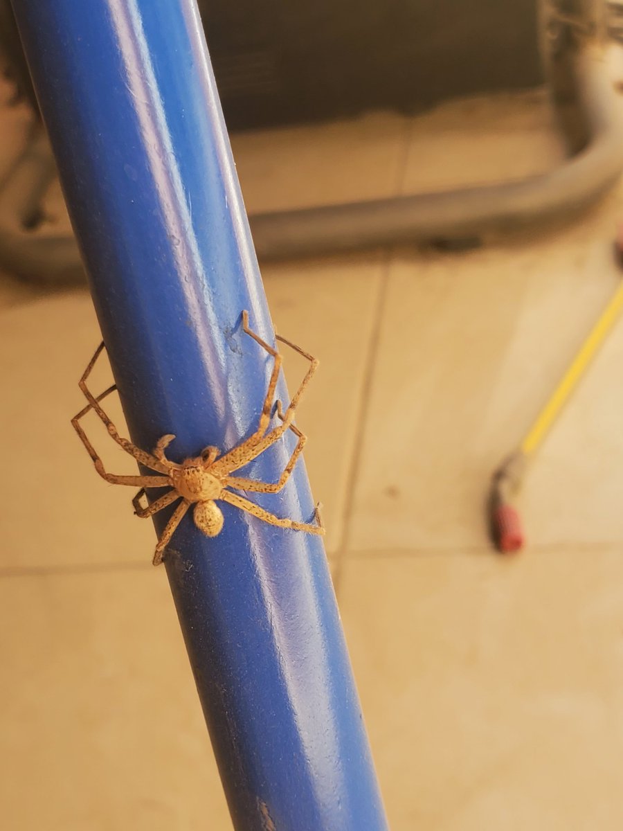 Crox44907158's tweet photo. @Arachno_Cosas  Hola, podrías ayudarme a identificar a esta araña? https://t.co/h0a9uAszIx
