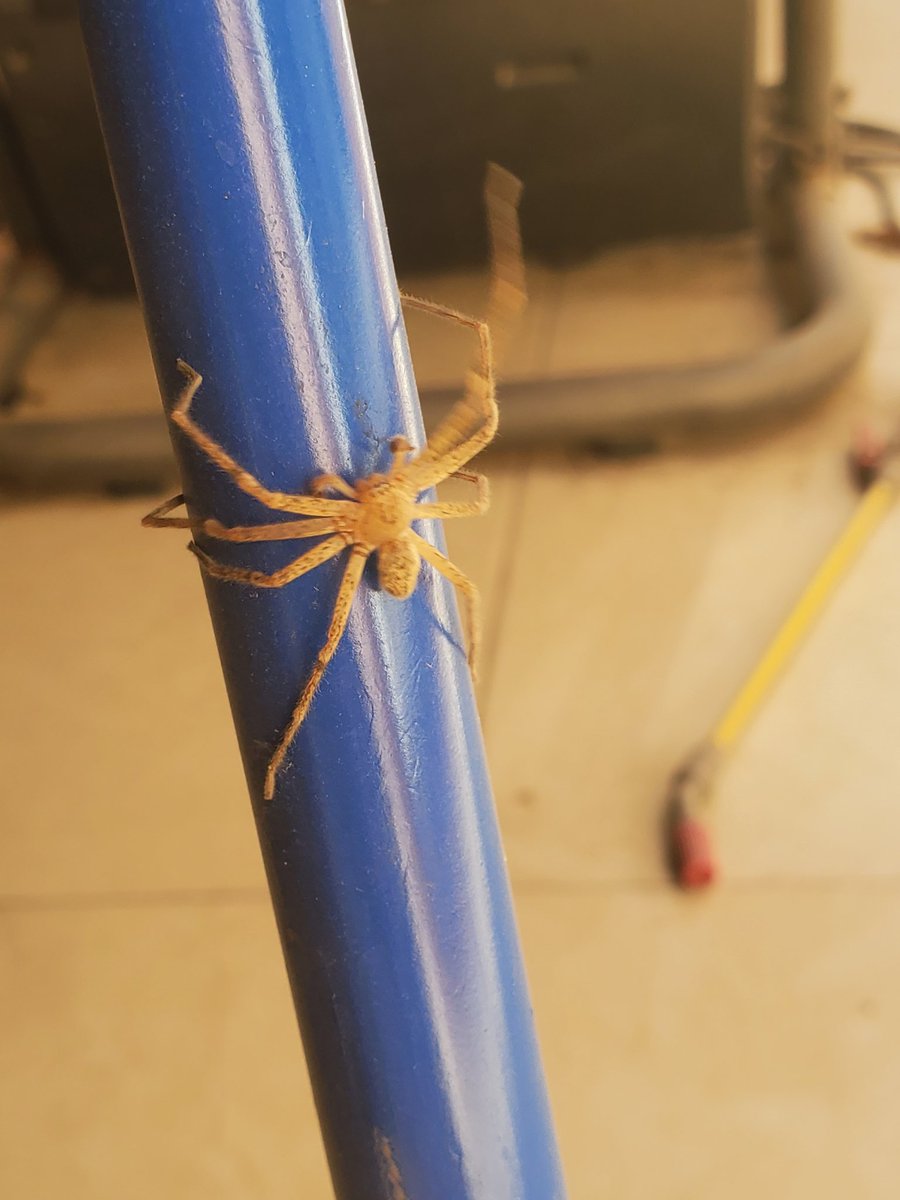 Crox44907158's tweet photo. @Arachno_Cosas  Hola, podrías ayudarme a identificar a esta araña? https://t.co/h0a9uAszIx
