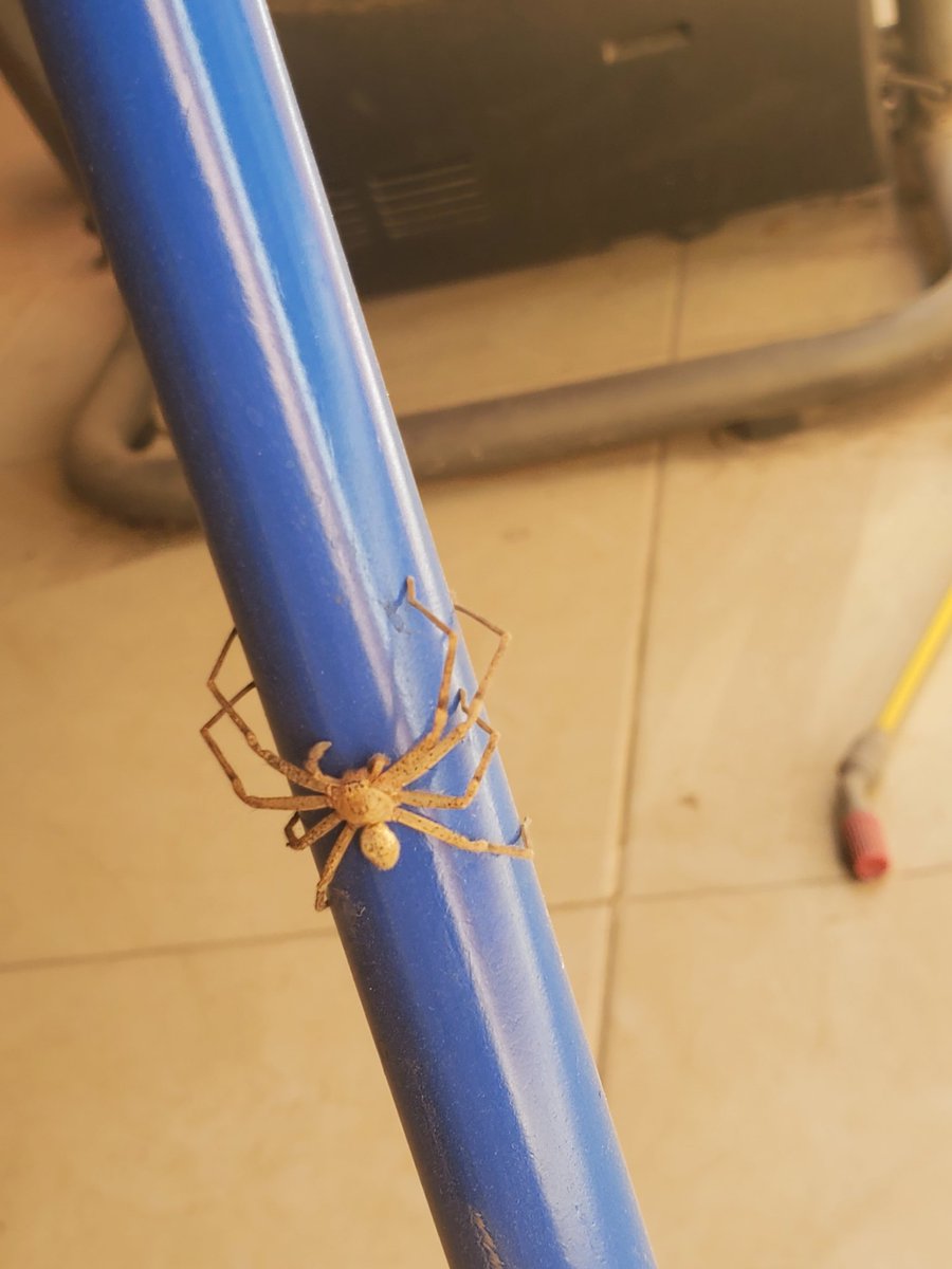 Crox44907158's tweet photo. @Arachno_Cosas  Hola, podrías ayudarme a identificar a esta araña? https://t.co/h0a9uAszIx