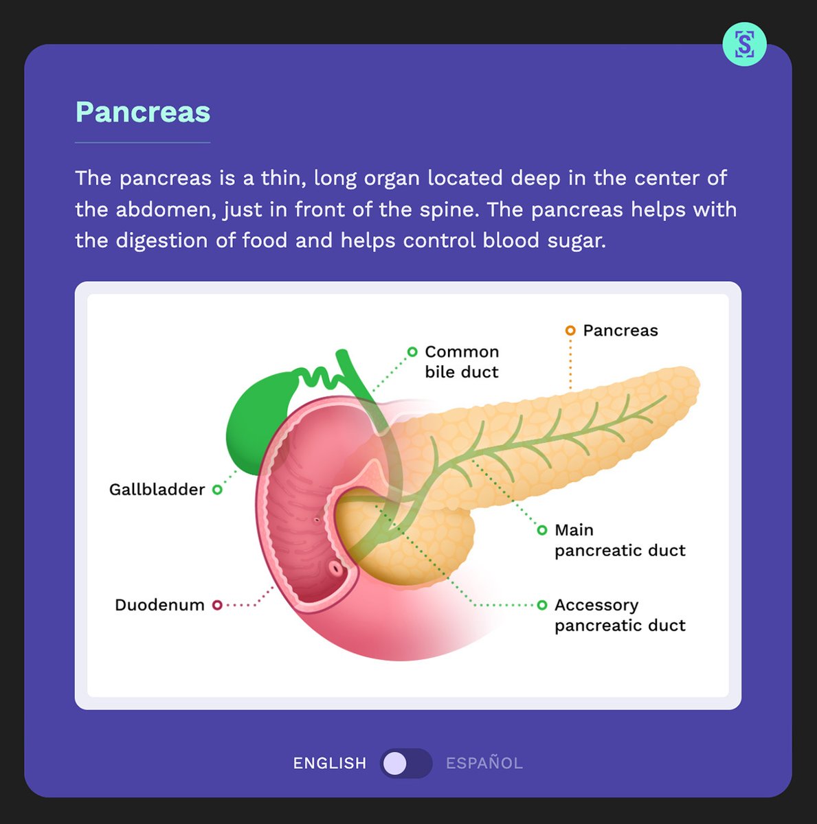 We've just added new artwork for the pancreas in our #patientfriendly radiology reports. 

Simple explanations for complex anatomy help patients understand their results and play a more active role in their care.

#radiology #education #patientexperience #PatientEngagement