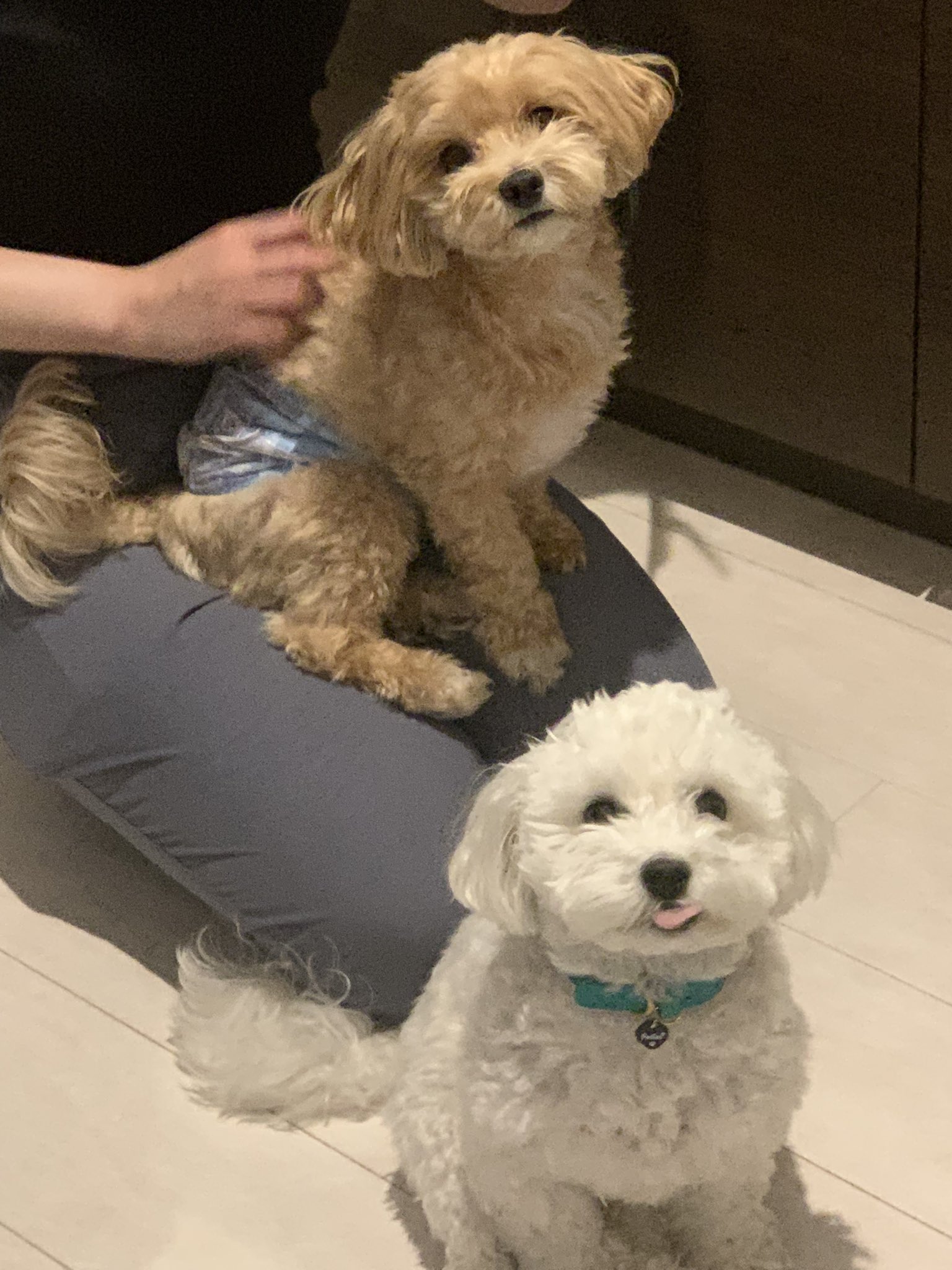 マルプー ラテミル おはよう マルプー 子犬 マルチーズ トイプードル ミックス犬 Mix犬 T Co Io5sxg3ymf Twitter