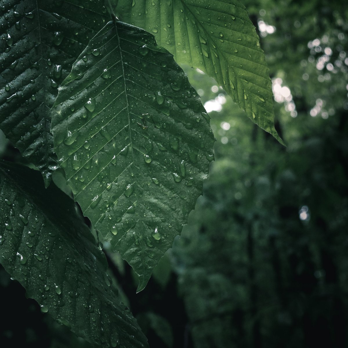CMattBailey's tweet photo. Leaves of different color. Oh, and some rain. https://t.co/XKHOpFMj10