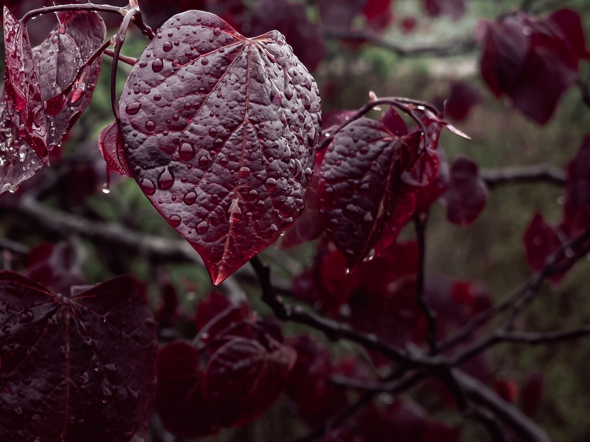 CMattBailey's tweet photo. Leaves of different color. Oh, and some rain. https://t.co/XKHOpFMj10
