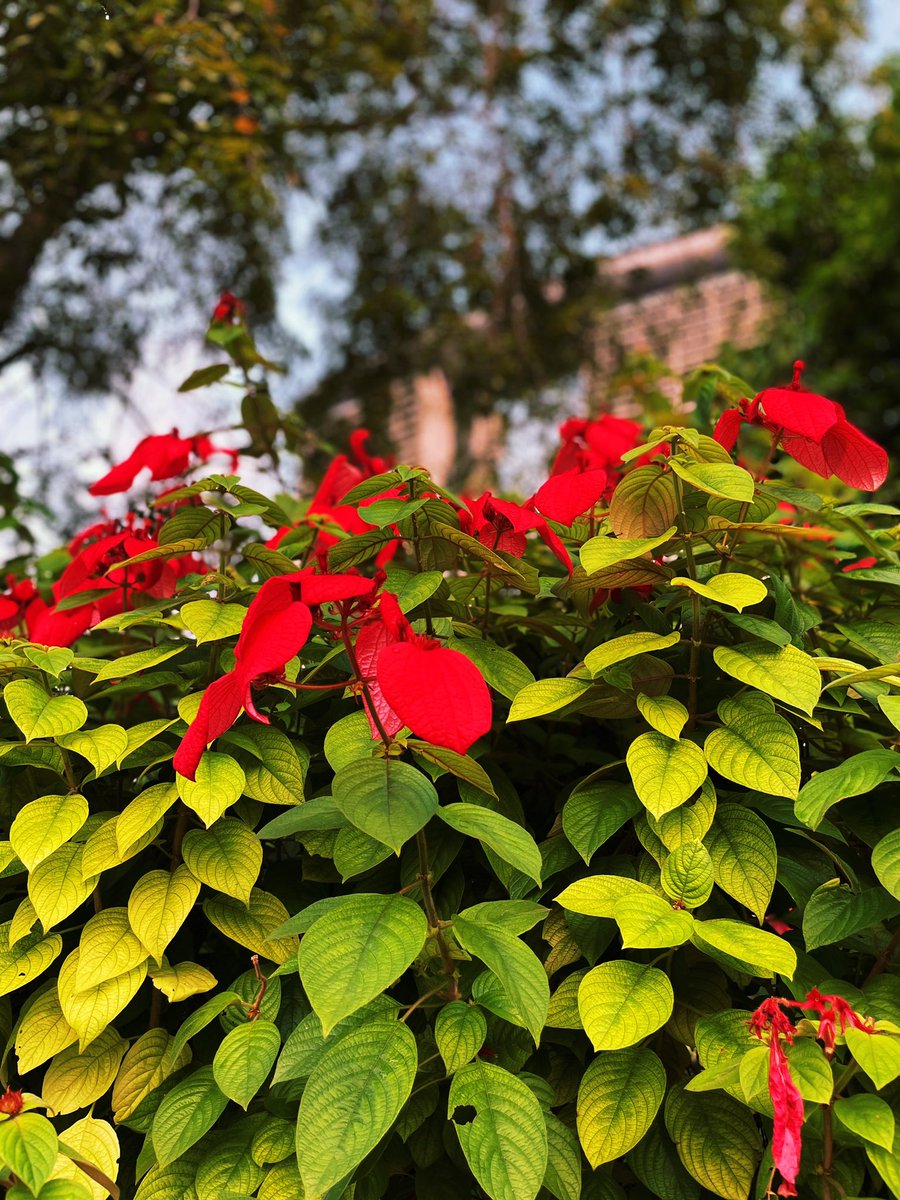 _ektaparekh's tweet photo. The ‘ashanti blood’ plant, in it’s many shades. Who knew?!! 😀
#walkdiaries https://t.co/mleMVHpknW