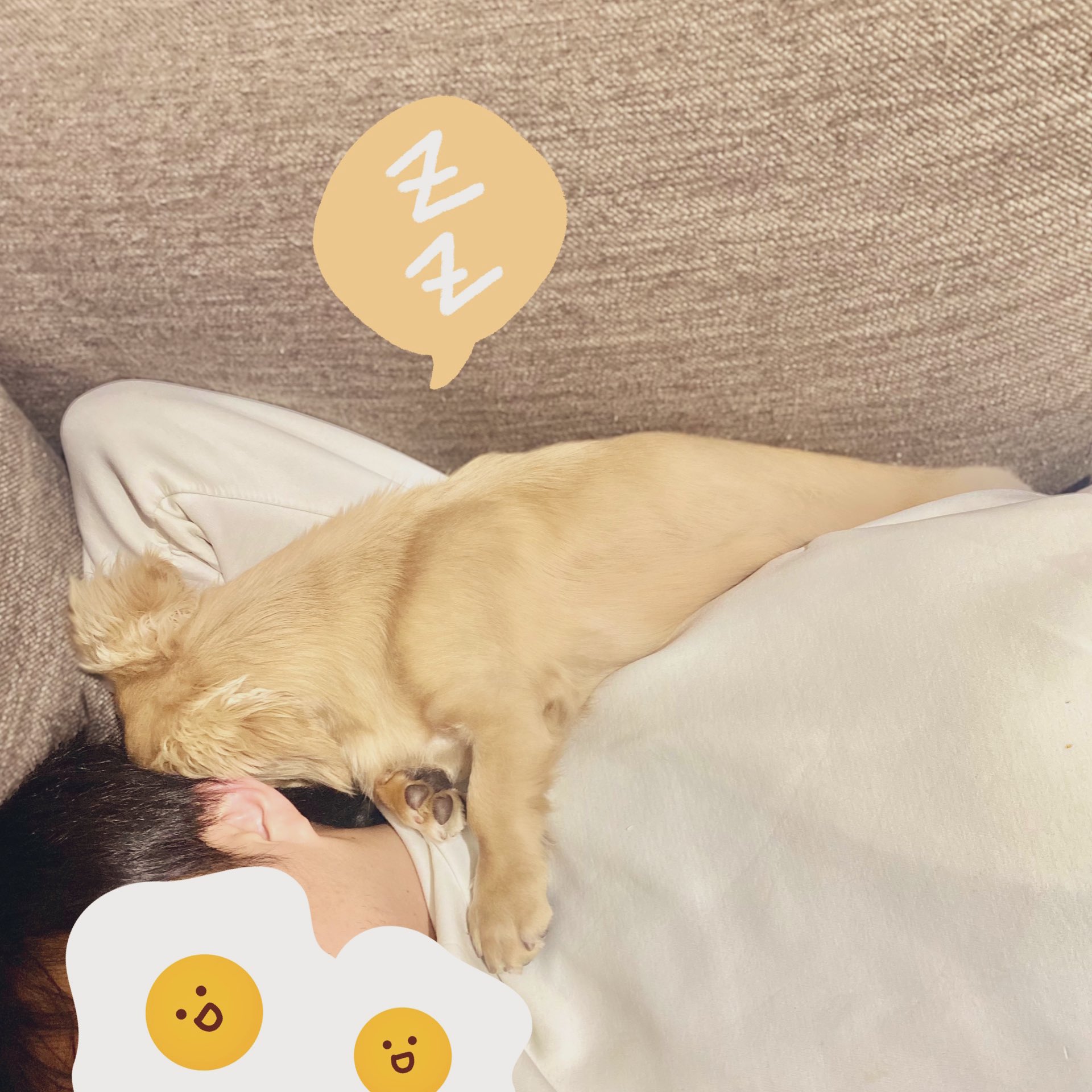 春くんの飼い主 Harukun100 Twitter