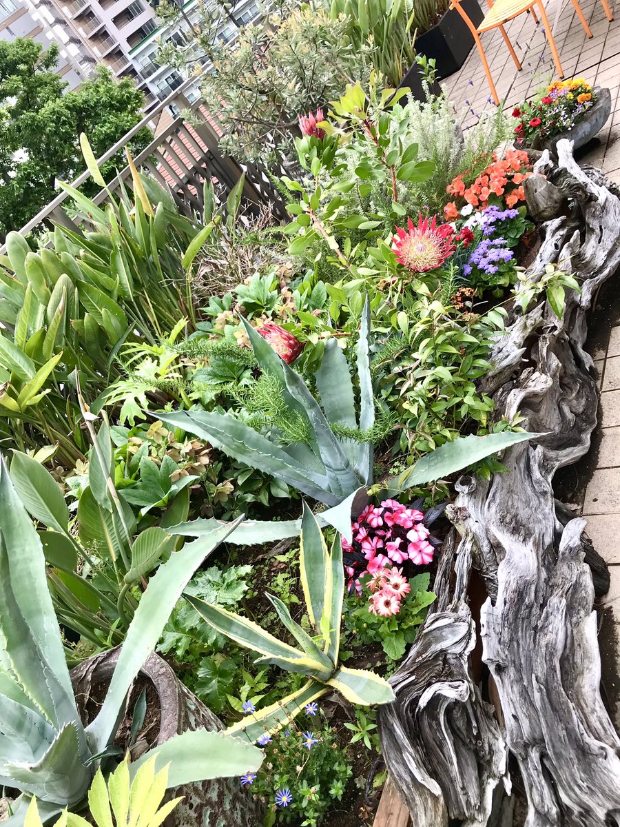 雨続きでルーフバルコニーの花壇に浮かれたナメクジが出現するので、MICナメクジ退治と奴等に神経毒として働くコーヒーかすで闘っておる。

ナメクジはカタツムリより大の苦手。 柴田亜美

#ガーデニング 
#ドラクエ11 
#南国少年パプワくん  
#PAPUWA 
