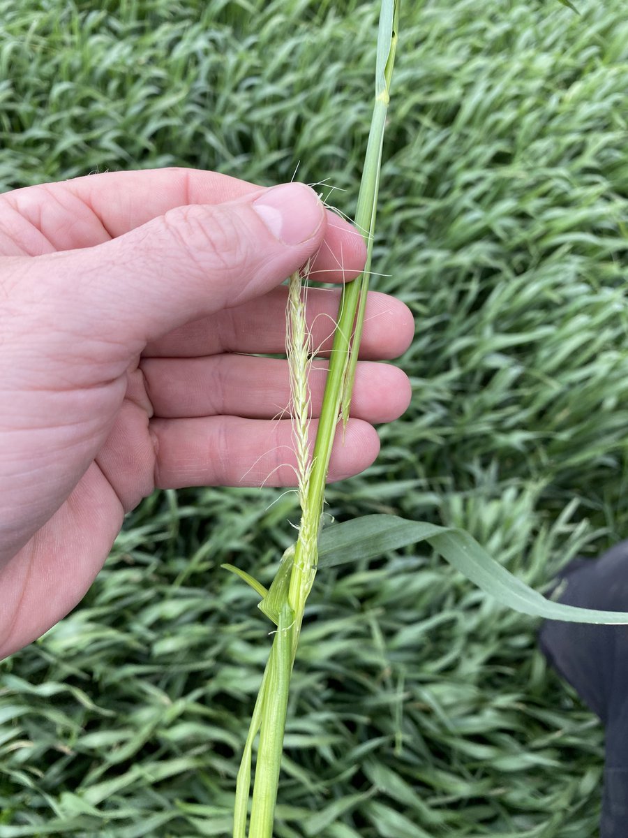 Stamp Seeds 🌱 tweet media