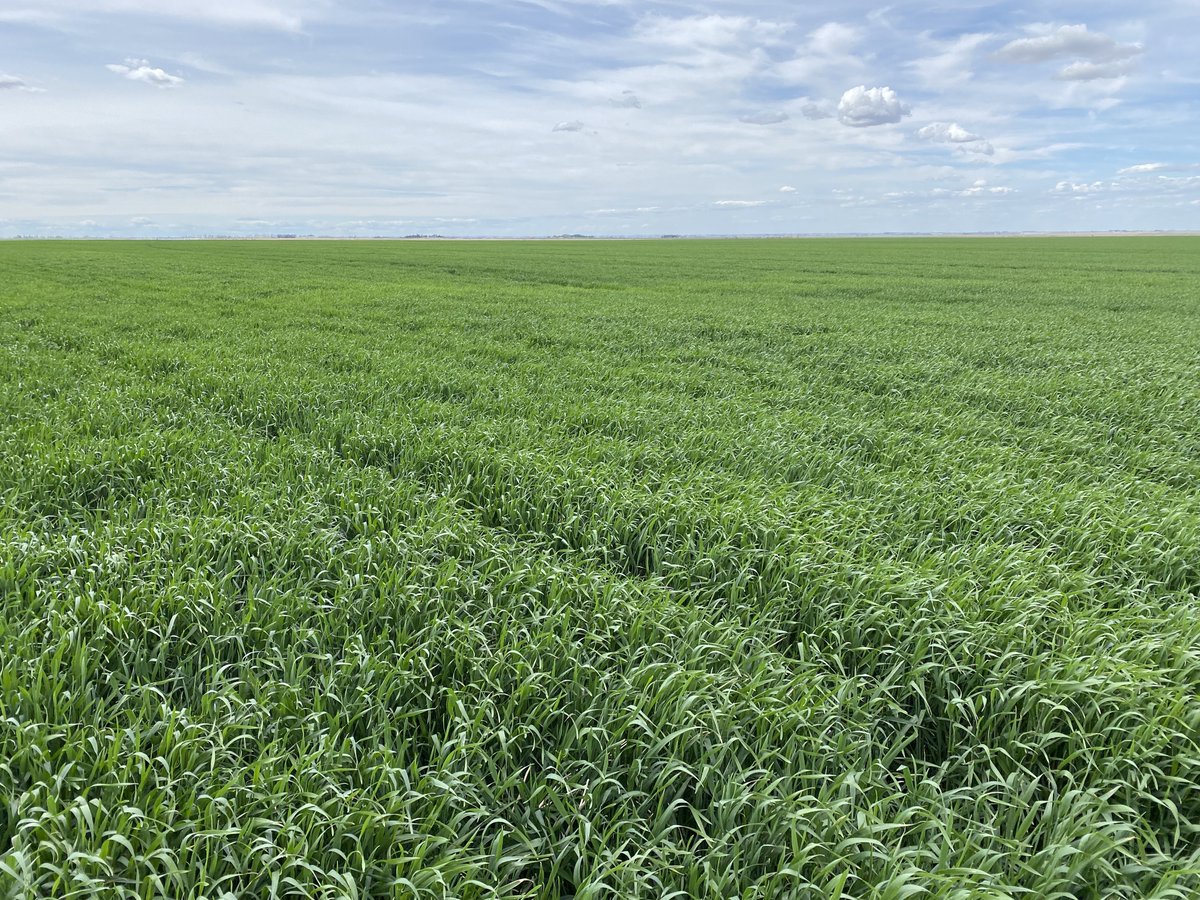 Stamp Seeds 🌱 tweet media