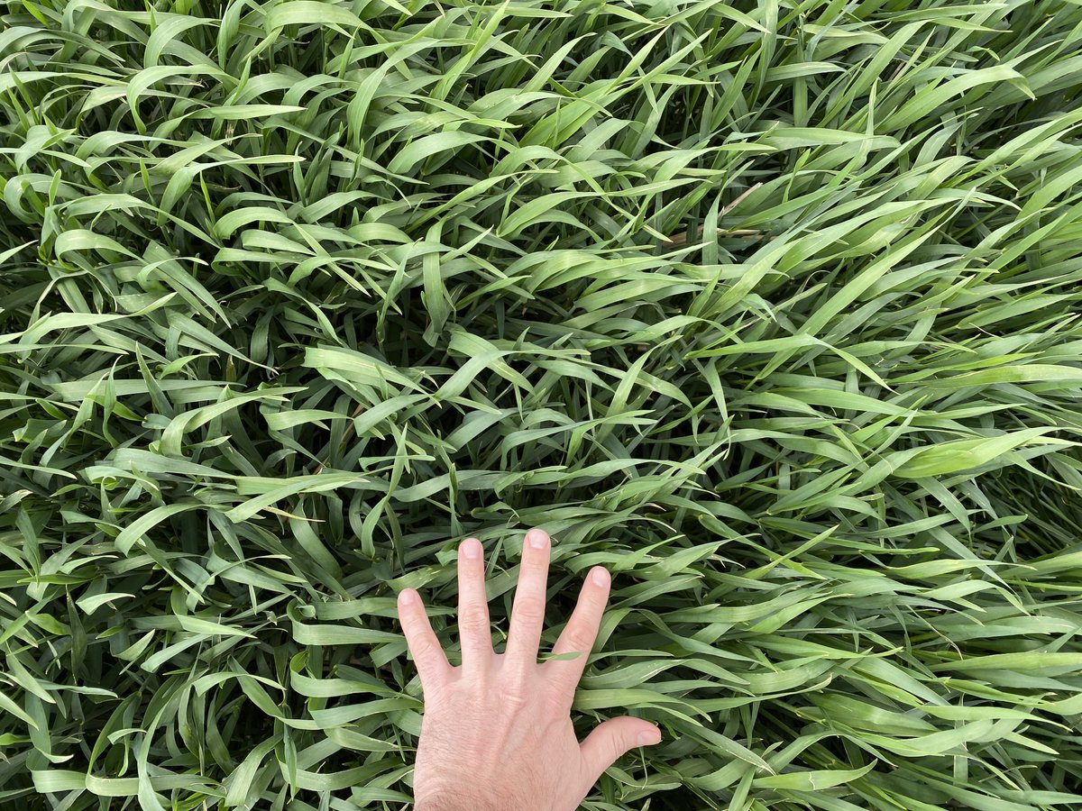 Stamp Seeds 🌱 tweet media