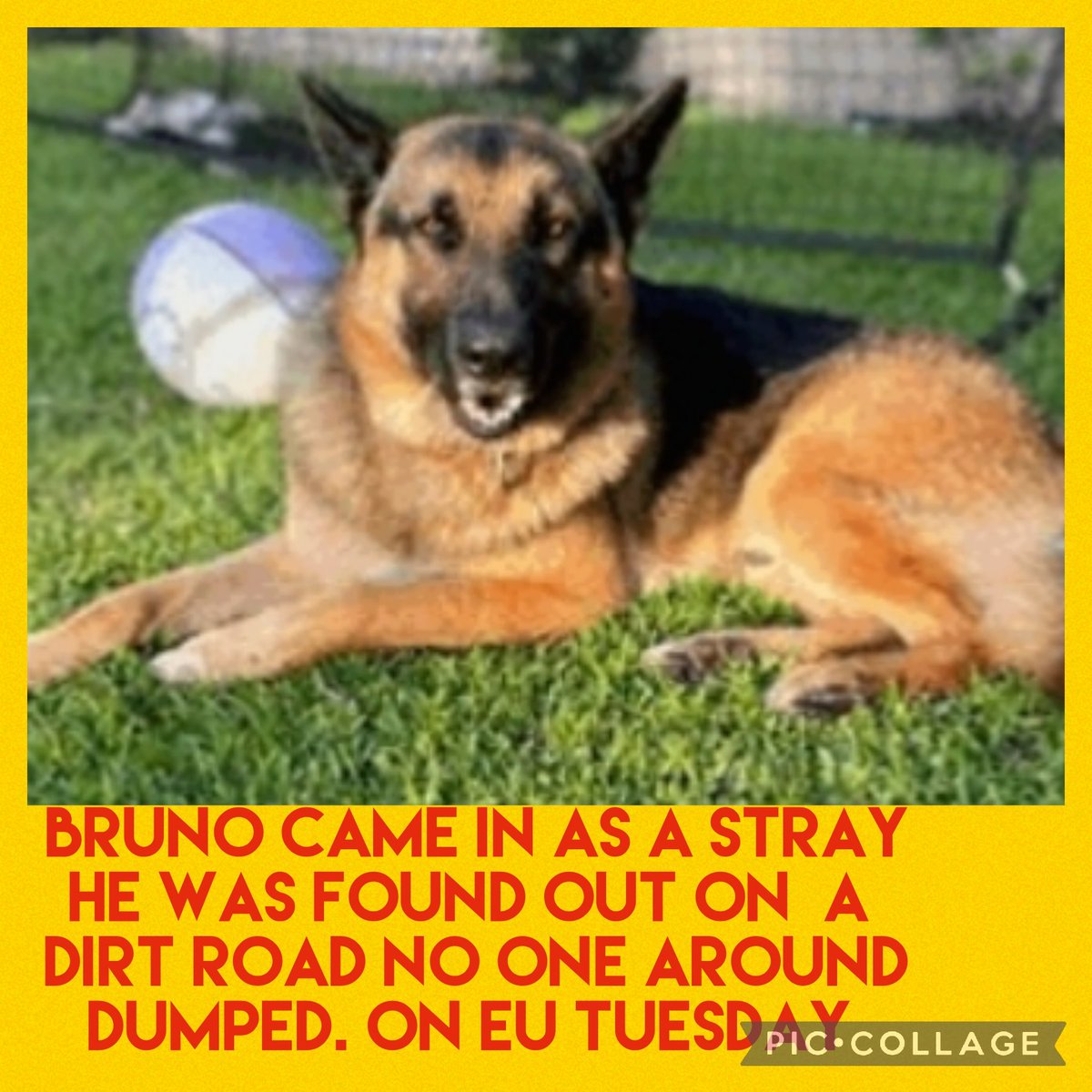 carawil17888192's tweet photo. Euthanasia listed for a Tuesday 5/17 Ask me how to adopt out of state Barc Tx 

There are so many dogs running the streets in Texas. Please help by sharing. 

BRUNO
A1819336  
(Intact male) 
6 YRS
GERM SHEPHERD MIX 
HW+
72.7 lb
Stray https://t.co/qPSTs8Mv3c