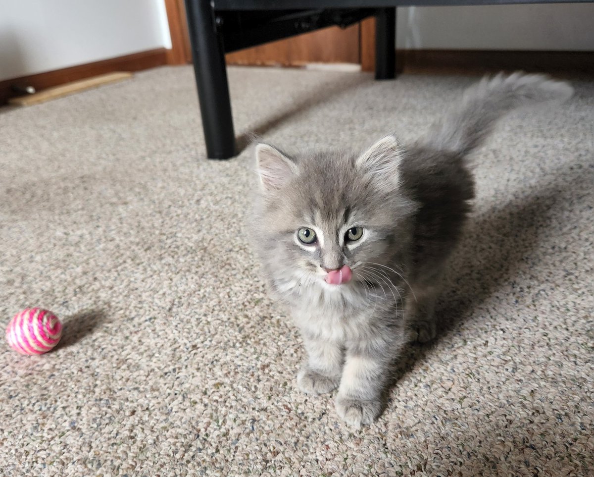 between_shelves's tweet photo. Say hello to Charlie, the newest addition to my little apartment!! 💜 https://t.co/AqHOSjpTZm
