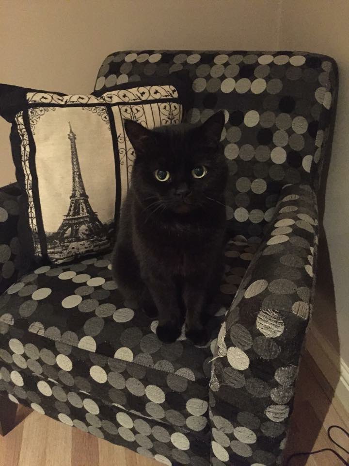Shell__B's tweet photo. @rickygervais My beautiful baby left me 12 months ago 🖤 not sure I’ll ever be the same 😿 https://t.co/L5bIKYJaZV