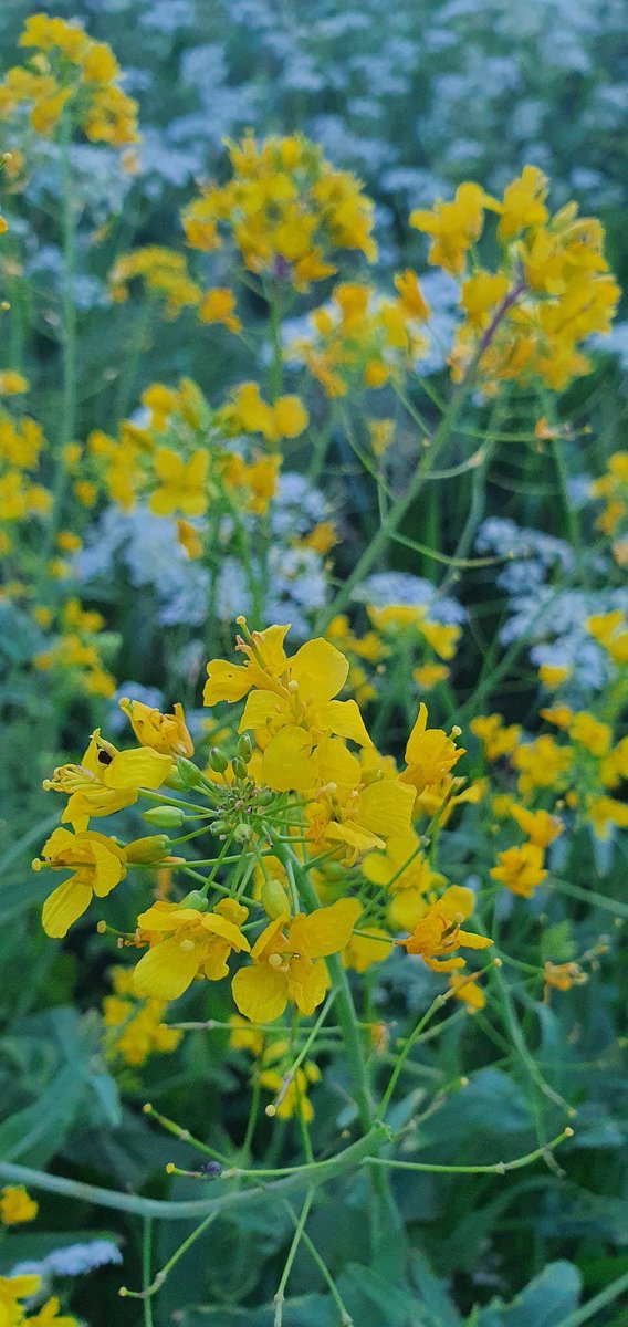 Earth is the only planet where we can live; there is no planet B

Let's take a moment, be kind, and reflect!

We must transform our relationship with nature.

#ClimateCrisis #Conservation #ClimateEmergency #GenerationRestoration 

PC <a href="/wasimworldwide/">Malik Wasim ملک وسیم</a>