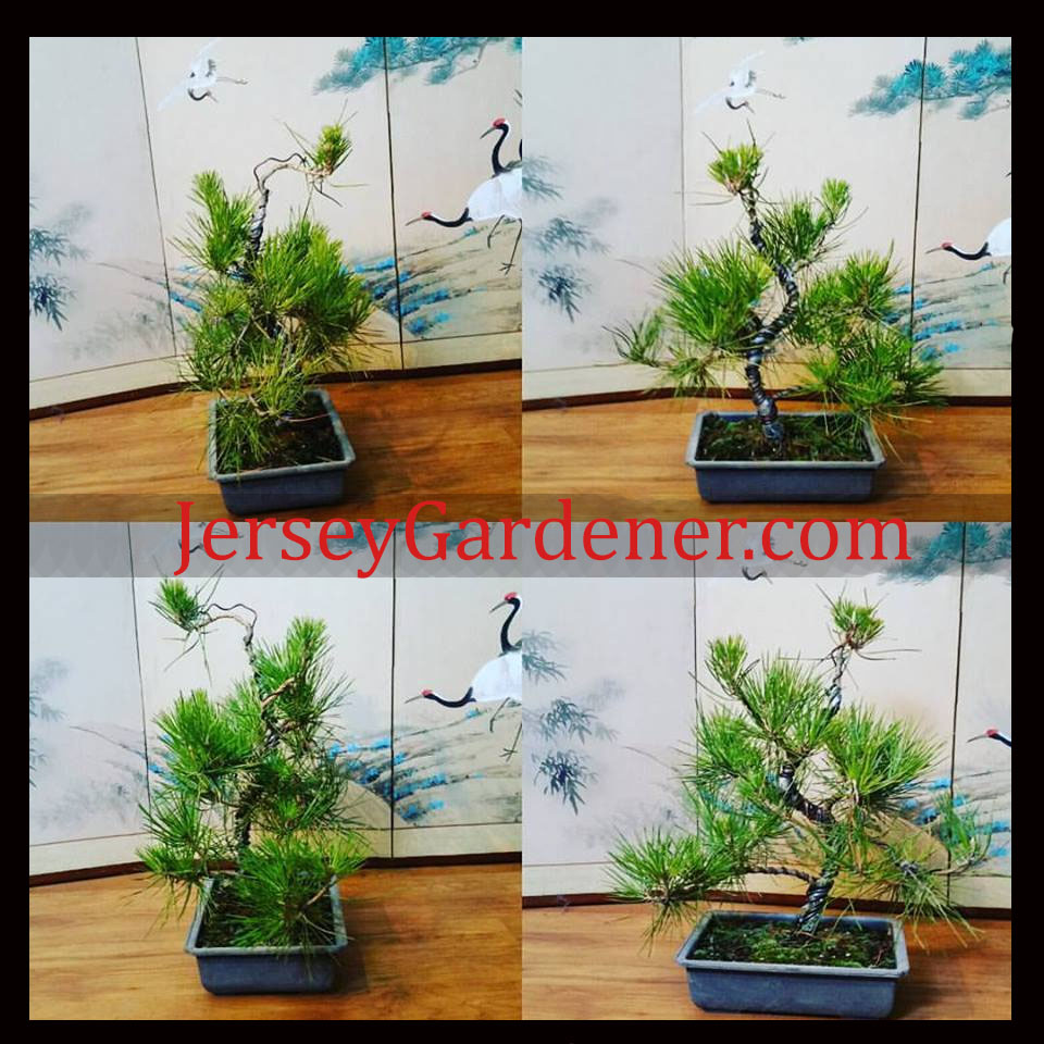 Joe Bonsai tweet media