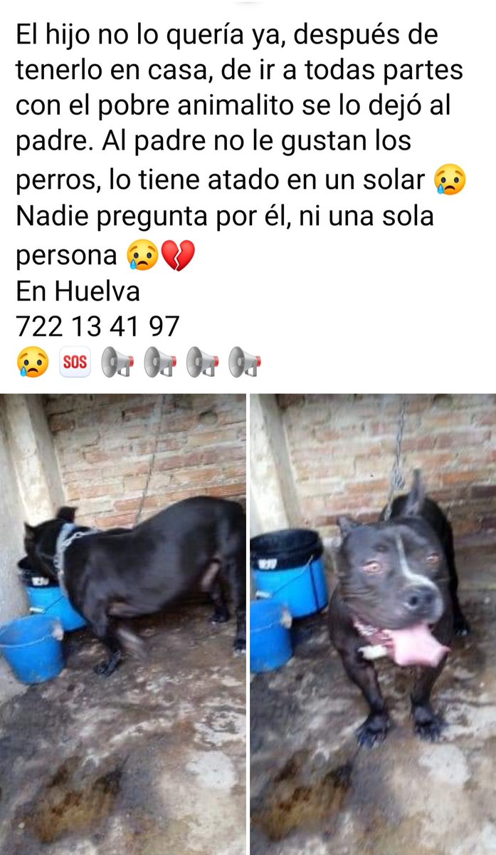 SilviaMylo's tweet photo. Es muy bueno, tiene unos dos años y ha convivido con gatos 😢
Por favor necesita una buena familia para toda la vida
😢 🆘 📢 📢 📢 📢 📢 📢 https://t.co/sgvsT3FIxP