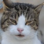 aigeneratedcats's tweet photo. 9
#cat #cats #catto #catmeme #fakecat #catedit #ai #aigenerated #deepfake https://t.co/MIXeFFwSak