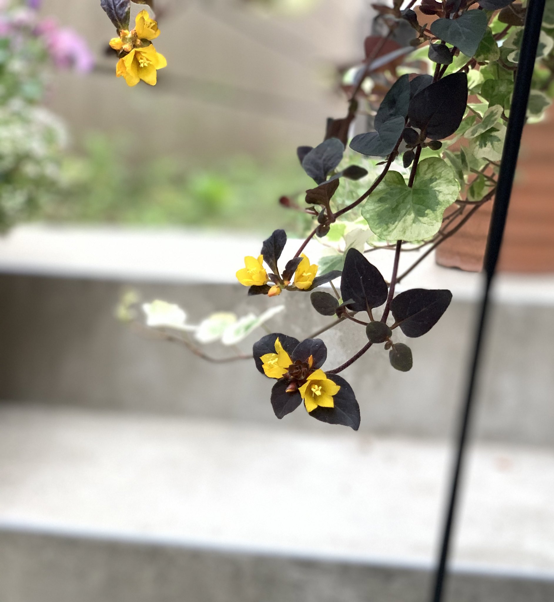 Morikumi リシマキア ミッドナイトサン 咲きました リシマキアミッドナイトサン 朝の植物観察 T Co Tbu0vvetns Twitter