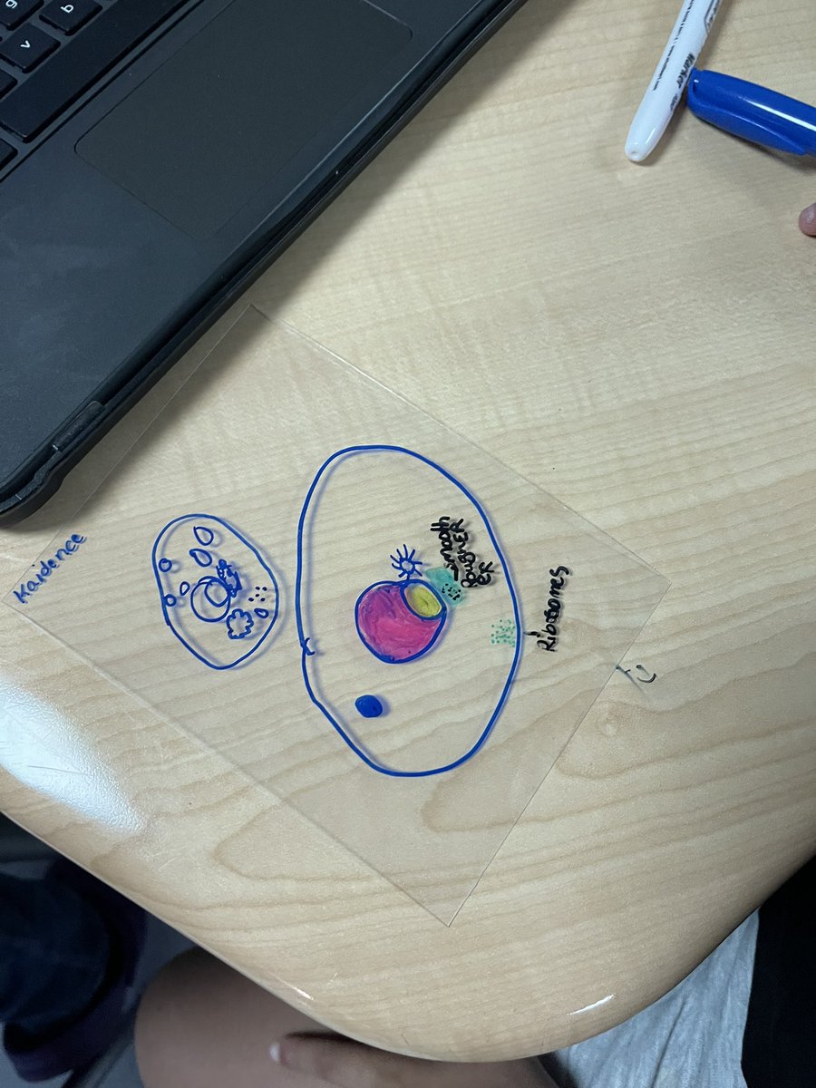 STEAMteacher757's tweet photo. Need a cell review?? Make key chains. #SOLreview #STEM https://t.co/c4Sfb4w18V