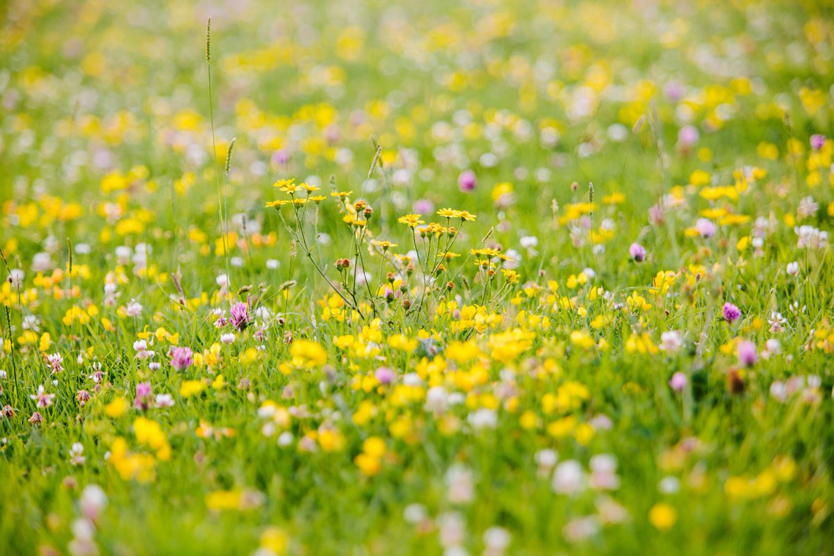 Did you know that there are over 1100 species of British wildflower? Join us for a free guided walk around Mill Meadows to spot some next week! We'll be guided by wild flower expert, Sally Rankin.

📅 Tue 24 May at 10.30am
🎟️greenerhenley.org.uk/event/riversid…