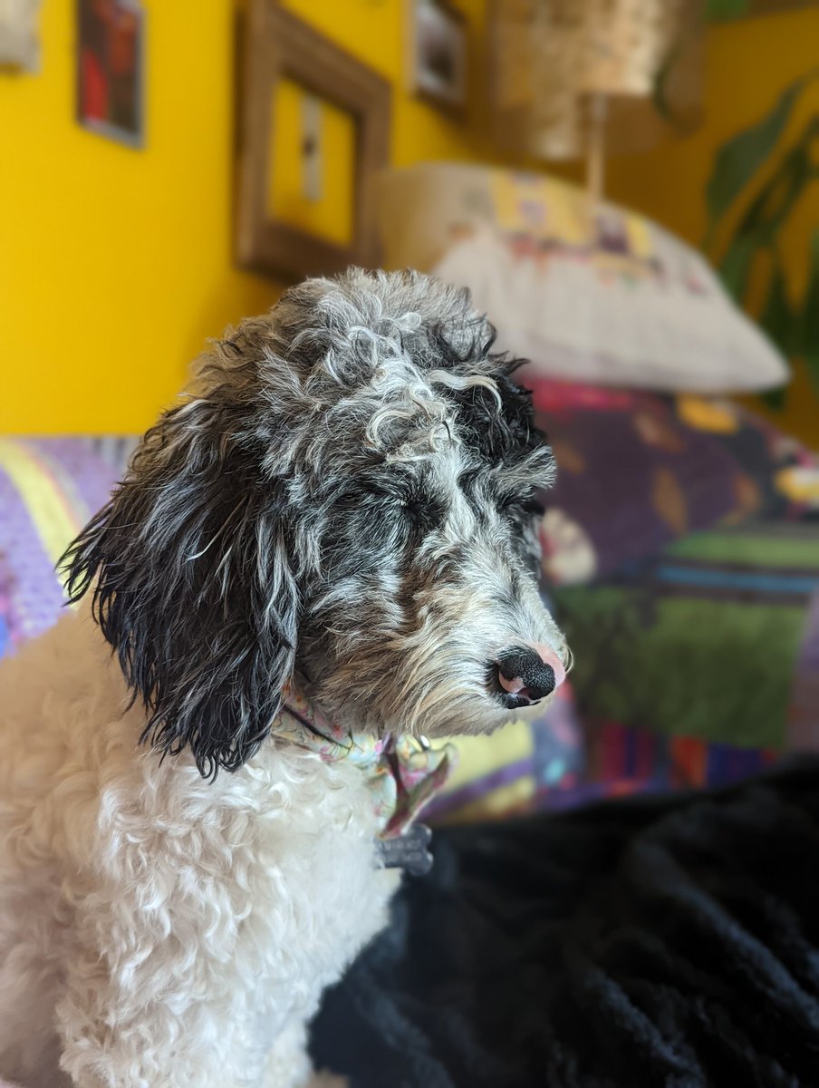 mrchambers's tweet photo. @BootstrapCook I can't claim to have made anything exciting or inspirational so instead here's a photo of our dog, Dotty, falling asleep while sitting up. https://t.co/IyrRRg9n8g
