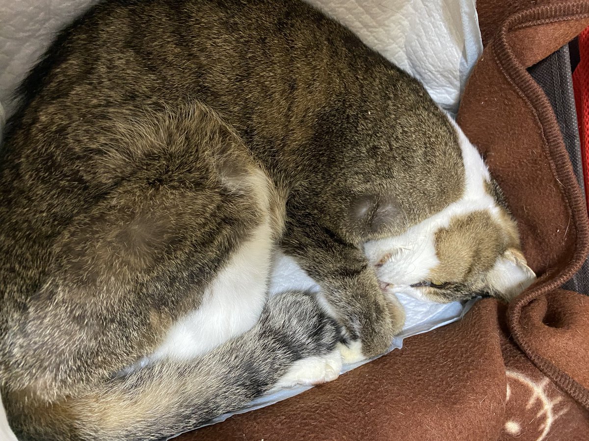 suzureo0813's tweet photo. 5/16 23:33 れお永眠。
いままでありがとう。 https://t.co/BsHix5Y9vT
