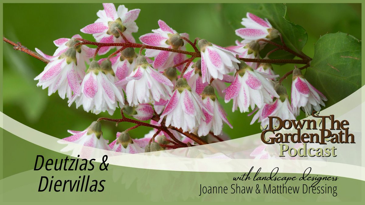 NatAffinity's tweet photo. Tonight, we explore the world of Deutzias and Diervillas, gorgeous small to medium sized shrubs with a lot to offer your landscape.

Tune in live tonight at 7 p.m. eastern on https://t.co/mfmXmwSOtg.

#gardening #gardenlife #gardenpodcast #gardendesign #shrub https://t.co/XvSSwykCuf
