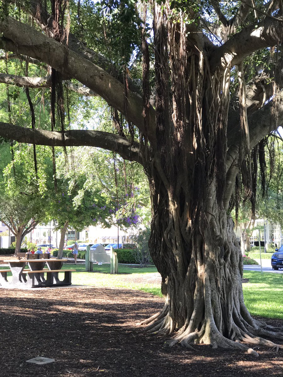 YarnsWool's tweet photo. Cambier Park en el centro de la ciudad. Hermoso y tranquilo. Tiene un club con varias canchas de tenis y en una de las esquinas se encuentra el edificio de Naples Art. https://t.co/X63A6ajMCv
