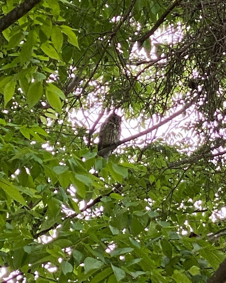 AIZUTechnoAca's tweet photo. 【#ミミズク　観察日記5/16 ②】
ミミズクがどこにいるか、分かりましたか?
赤ちゃんの近くには大人のミミズクも。
職員も学校を訪れた方も、ミミズクの姿に癒やされています。

#テクノアカデミー会津　#学校　#短大　
#専門学校　#職業訓練　
#モフモフ　#野鳥　#癒やし https://t.co/86lPnyUtgL