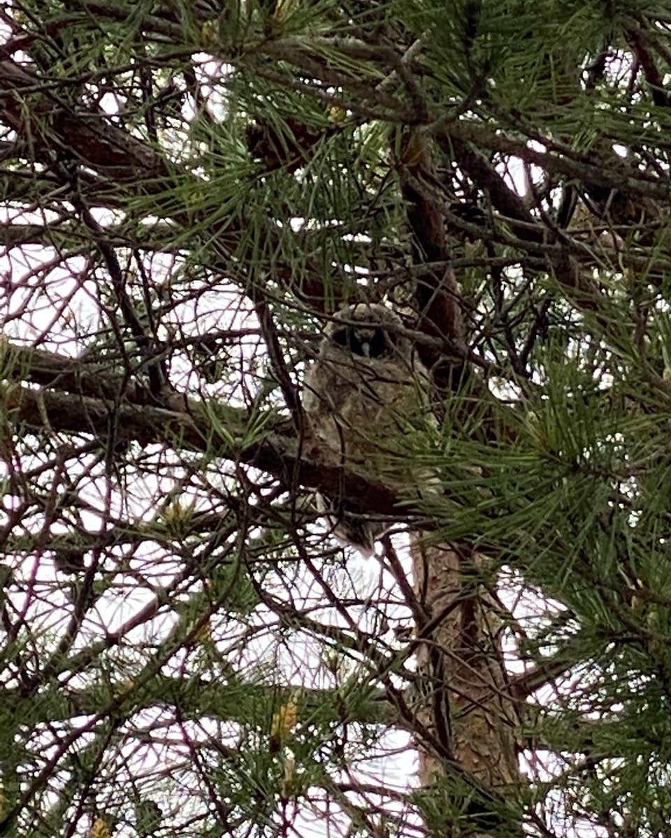 AIZUTechnoAca's tweet photo. 【#ミミズク　観察日記5/16 ②】
ミミズクがどこにいるか、分かりましたか?
赤ちゃんの近くには大人のミミズクも。
職員も学校を訪れた方も、ミミズクの姿に癒やされています。

#テクノアカデミー会津　#学校　#短大　
#専門学校　#職業訓練　
#モフモフ　#野鳥　#癒やし https://t.co/86lPnyUtgL