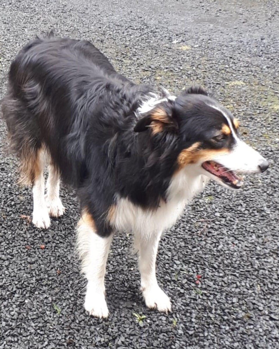 KarenFi51820768's tweet photo. Copied FB 3.5.22 from #CoLimerick🛑check sheds, holes etc, anywhere where she could be locked in, fell down? Anyone with a #dashcam travelling between #Patrickswell and #Limerick,  up to #Ballycummin Roundabout,  3pm/8pm  on Tuesday 3rd May 2022 https://t.co/ZU9jhJpDxo #RT https://t.co/t63mbYg9xs