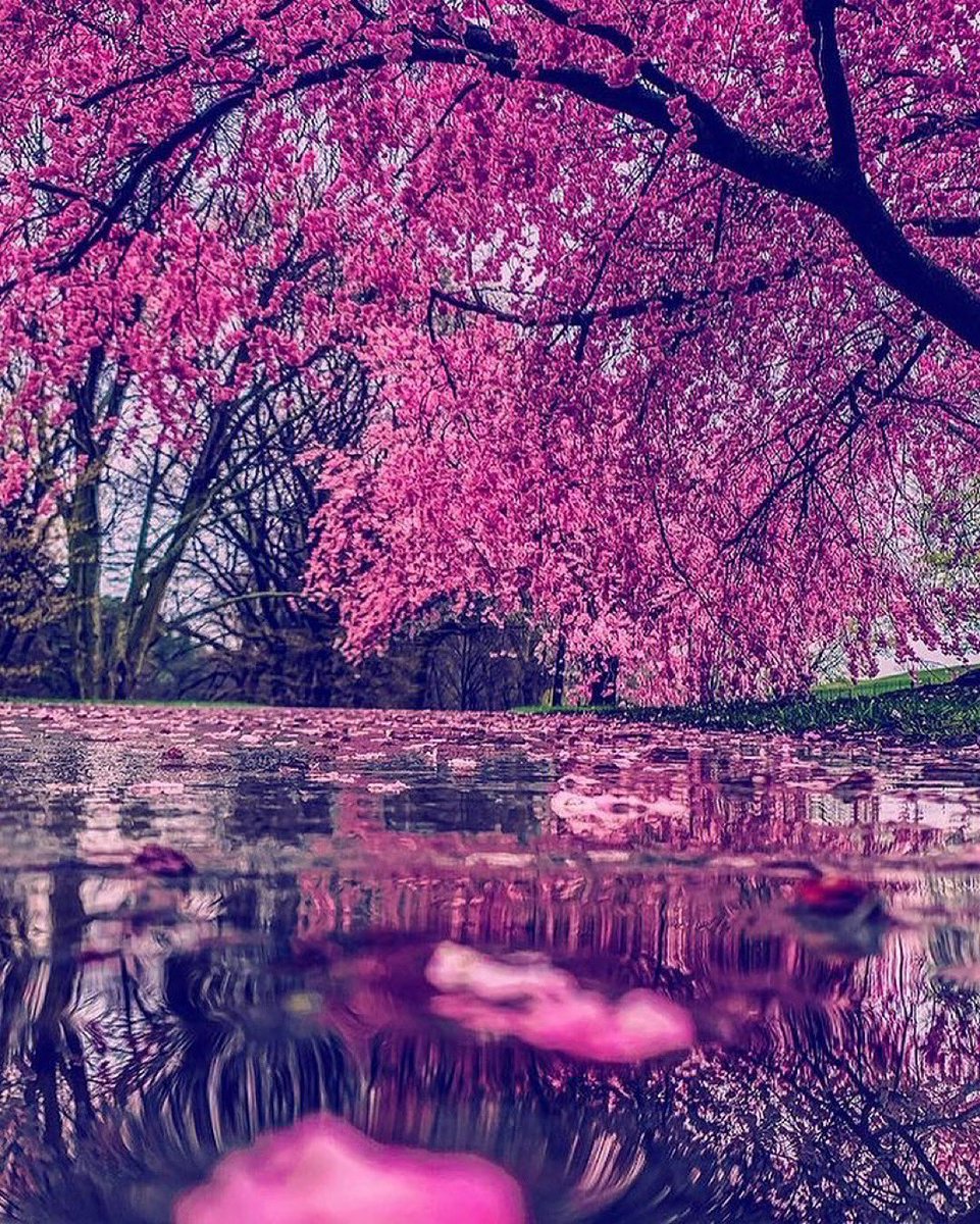 rochester's tweet photo. Flower City ☔️🌱🌸 #thisisroc 📸: Lauren M. @VisitRochester @I_LOVE_NY #roc https://t.co/FwWS1G69pS