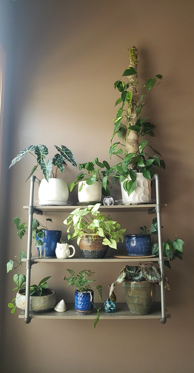 Plant shelf update, I added a few more from upstairs. #plantshelf #planttwitter #houseplants