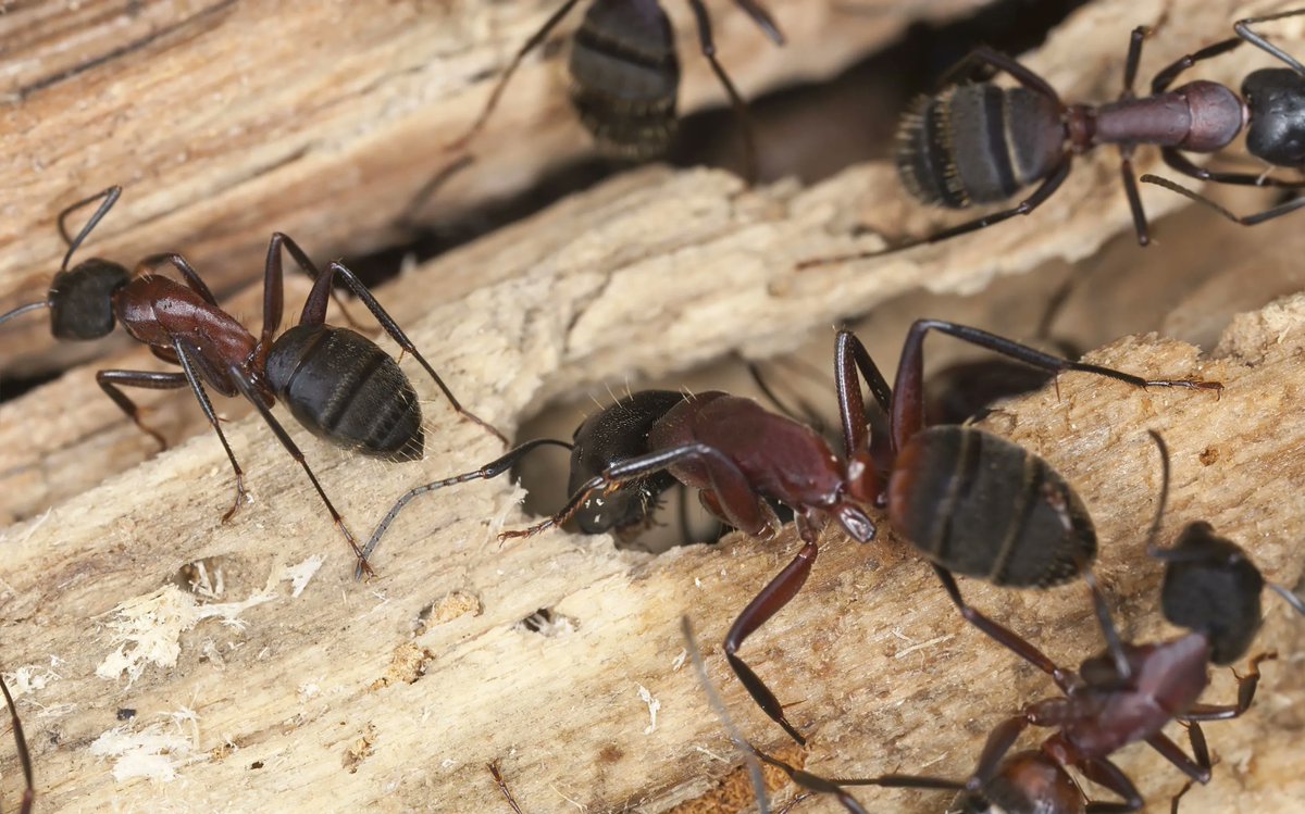 cottagelife's tweet photo. Some interesting facts about carpenter ants
https://t.co/eZClVVCifG
#CarpenterAnts #Ants #Pests #FunFacts #Wildlife #Insects https://t.co/azjbJm7WGM