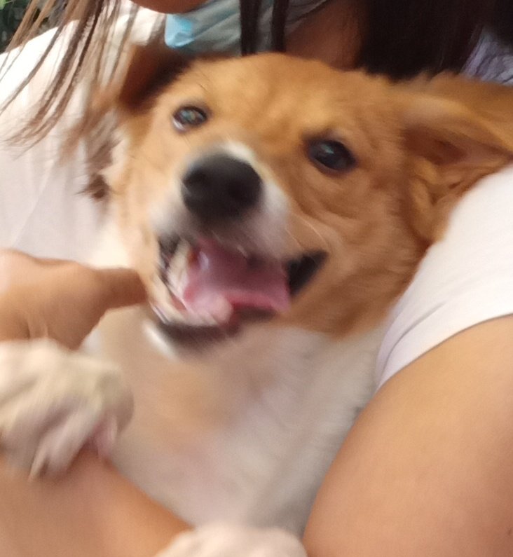 glitchymare's tweet photo. IT'S MY 3 DOGGOS BIRTHDAYYYY🎉🎉🎉 https://t.co/YauQjxCVoV