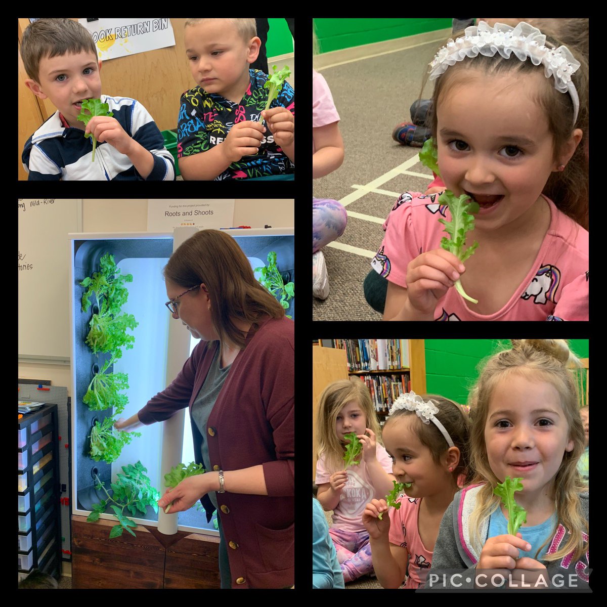 E Mackie (@ellisemackie) on Twitter photo The lettuce is ready to eat! Our <a href="/JustVertical/">JustVertical</a> #Avea vertical garden grows the most tasty greens! Our youngest Spartans enjoyed some lettuce today while visiting. Thanks Roots and Shoots for funding this project a couple years ago! <a href="/EmilyStowePS/">Emily Stowe PS</a> #ESPSLLC #tvdsb @JaneGoodallCAN The lettuce is ready to eat! Our <a href="/JustVertical/">JustVertical</a> #Avea vertical garden grows the most tasty greens! Our youngest Spartans enjoyed some lettuce today while visiting. Thanks Roots and Shoots for funding this project a couple years ago! <a href="/EmilyStowePS/">Emily Stowe PS</a> #ESPSLLC #tvdsb @JaneGoodallCAN