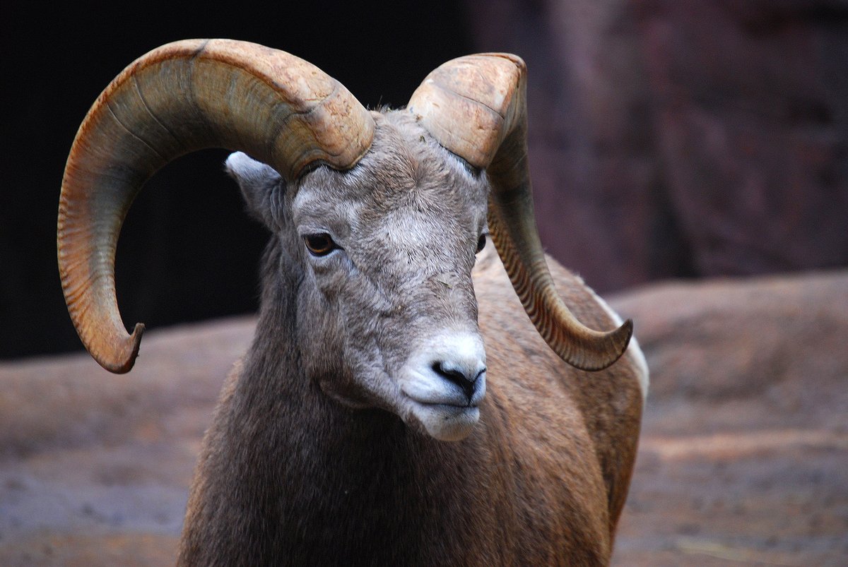 ben_d_rosen's tweet photo. We're recruiting a #postdoc to work on #genome assembly, #pangenomes, &amp; comparative genomics of ruminants. DM/email me (ben.rosen@usda.gov) or Brenda Murdoch (bmurdoch@uidaho.edu) 
#sciencejobs,#T2T,#pangenome,#bioinformatics,#ComputationalBiology,#postdocjobs
Please RT - thanks! https://t.co/p3xmPxuFGN