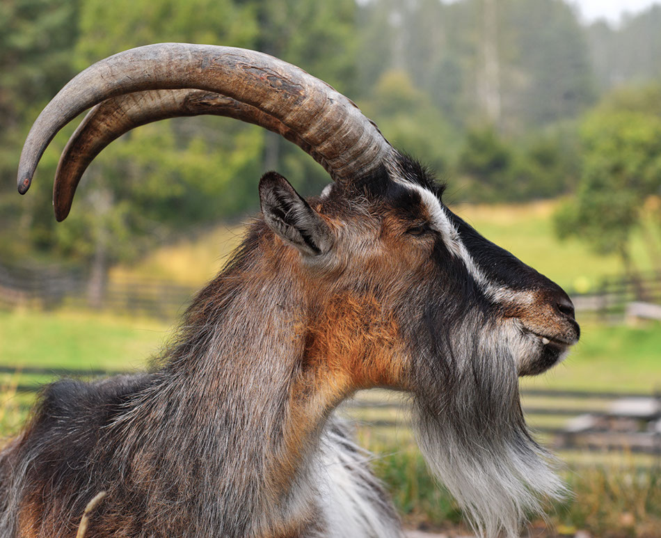 ben_d_rosen's tweet photo. We're recruiting a #postdoc to work on #genome assembly, #pangenomes, &amp; comparative genomics of ruminants. DM/email me (ben.rosen@usda.gov) or Brenda Murdoch (bmurdoch@uidaho.edu) 
#sciencejobs,#T2T,#pangenome,#bioinformatics,#ComputationalBiology,#postdocjobs
Please RT - thanks! https://t.co/p3xmPxuFGN