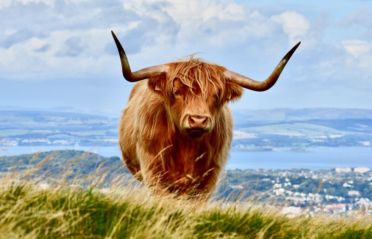 ben_d_rosen's tweet photo. We're recruiting a #postdoc to work on #genome assembly, #pangenomes, &amp; comparative genomics of ruminants. DM/email me (ben.rosen@usda.gov) or Brenda Murdoch (bmurdoch@uidaho.edu) 
#sciencejobs,#T2T,#pangenome,#bioinformatics,#ComputationalBiology,#postdocjobs
Please RT - thanks! https://t.co/p3xmPxuFGN