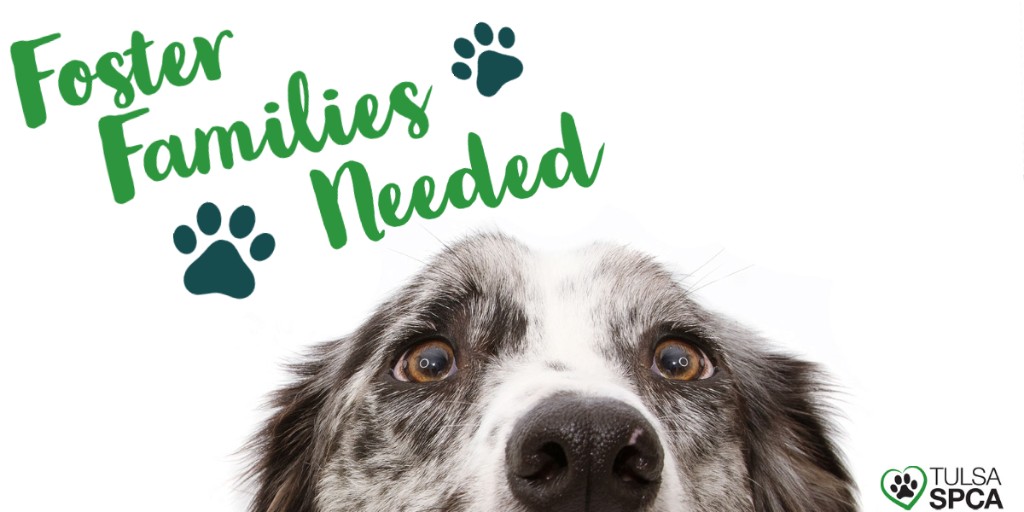 Tulsa_SPCA's tweet photo. The Tulsa SPCA is in need of foster families! We provide all the supplies you'll need to adequately foster a pet. Fostering is a great way to support the Tulsa SPCA. Learn more and apply to foster at https://t.co/kmevNS1NRR. #tulsaspca #fosterpets #adoptdontshop https://t.co/yxA8lnm21P