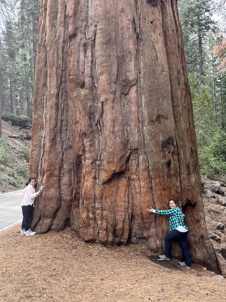 #NationalLoveATreeDay I’m raising a tree lover! Visited <a href="/SequoiaKingsNPS/">Sequoia & Kings Cyn</a> in April and my heart was so happy 💚