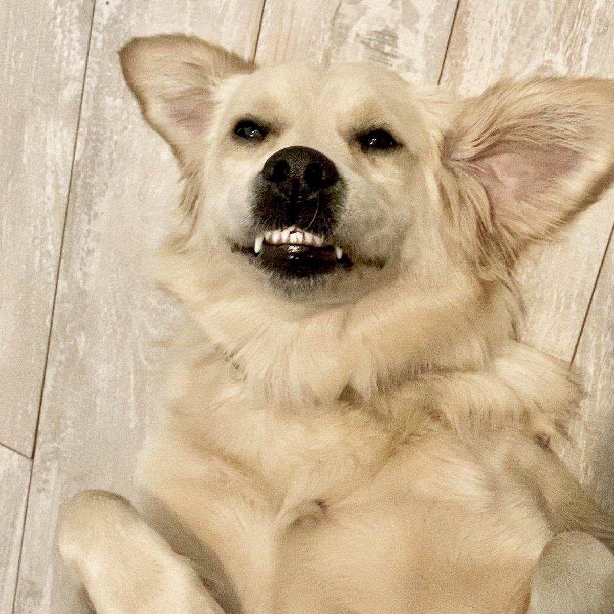 AlyssaBoscia's tweet photo. @saltylungs “Say cheese!”😁 Hang in there, sending so much love 🤍 https://t.co/5LMzVjKwAl