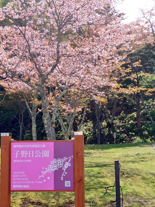 あっけし桜 牡蠣まつりのtwitterイラスト検索結果 あっけし桜 牡蠣まつりのtwitterイラスト検索結果