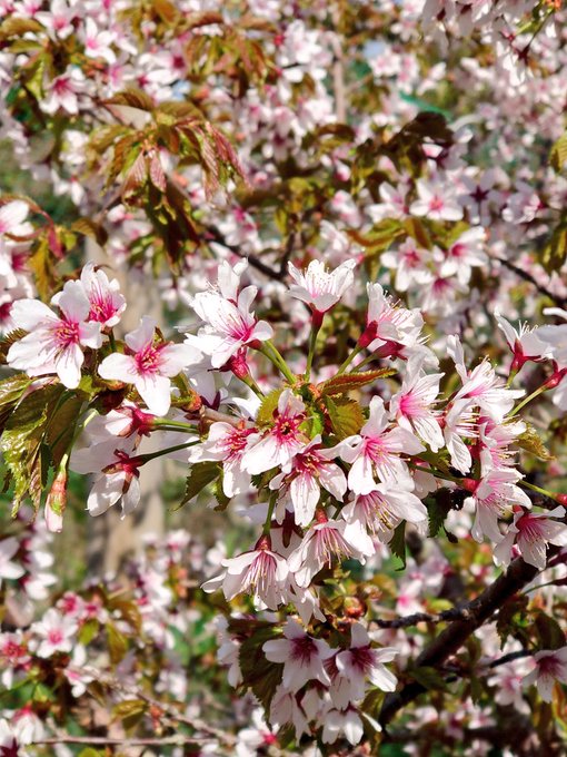 あっけし桜 牡蠣まつりのtwitterイラスト検索結果 あっけし桜 牡蠣まつりのtwitterイラスト検索結果