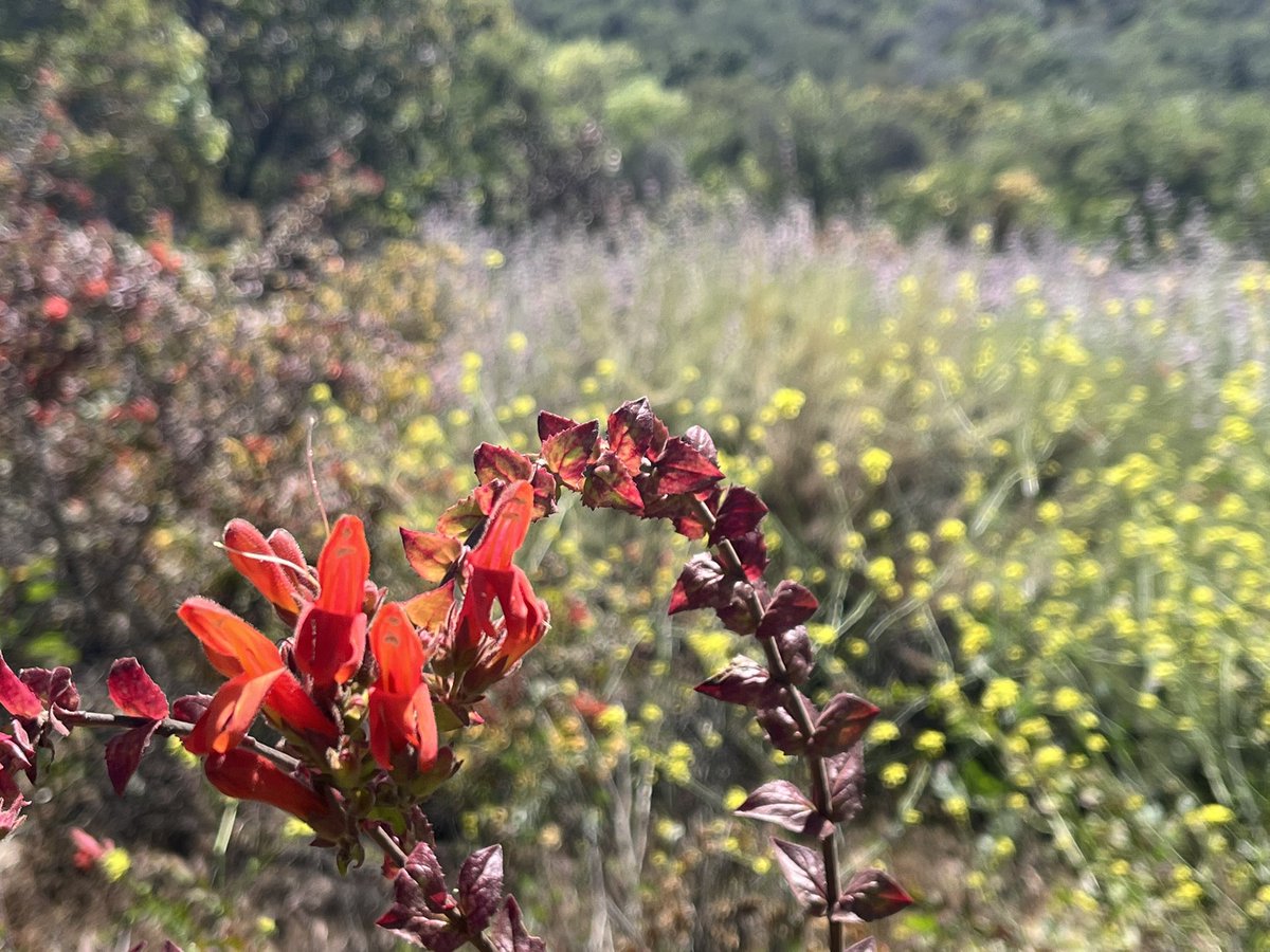 fischshead's tweet photo. Color splashes along Spring Canyon Trail.

@COSChallenge https://t.co/KxgPSfNmN8