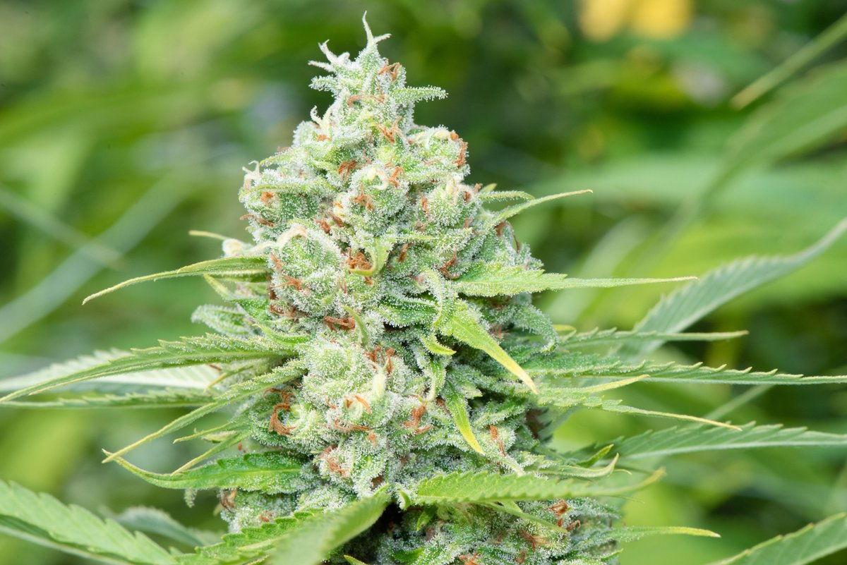Coming in hot for #MacroMonday with this farm favorite! Our Powderhound recently took home Best Pre-Roll and Best #THC Vape Cartridge at the Craft Cup. If you've smoked it, you understand why. With notes of fresh citrus and pine, it's our go-to for all those #PNW adventures. 🌿✨