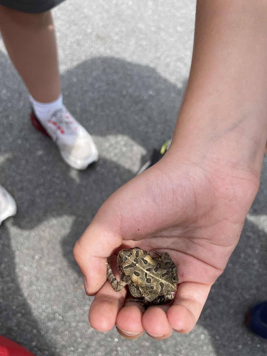 scrussell_LHES's tweet photo. The kids found this frog outside during recess today. You never know what you will find at recess. They were excited to find the frog. I wanted to keep him to share during expedition but the kids let him go back to his habitat.πΈ@LHECMES #firsties #exploringoutside https://t.co/qX01CXjwpA