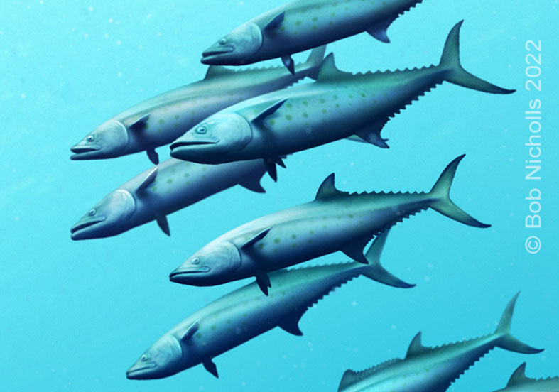 BobNichollsArt's tweet photo. Draft 2, 2 zooms, &amp; the final painting of Ediscetus hunting Spanish Mackerel
Commissioned by @paleoquest &amp; @PaleoExplorer https://t.co/3fYWFFCFfv